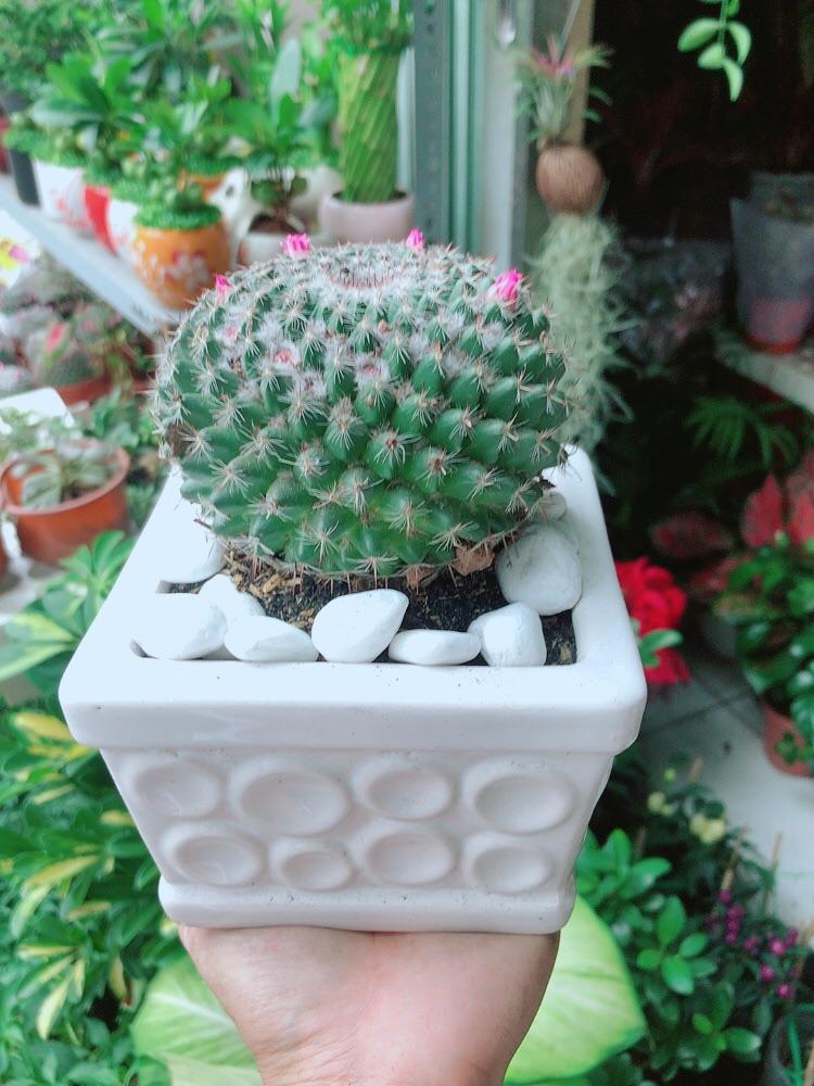 Chậu Cây Xương Rồng Nở Hoa