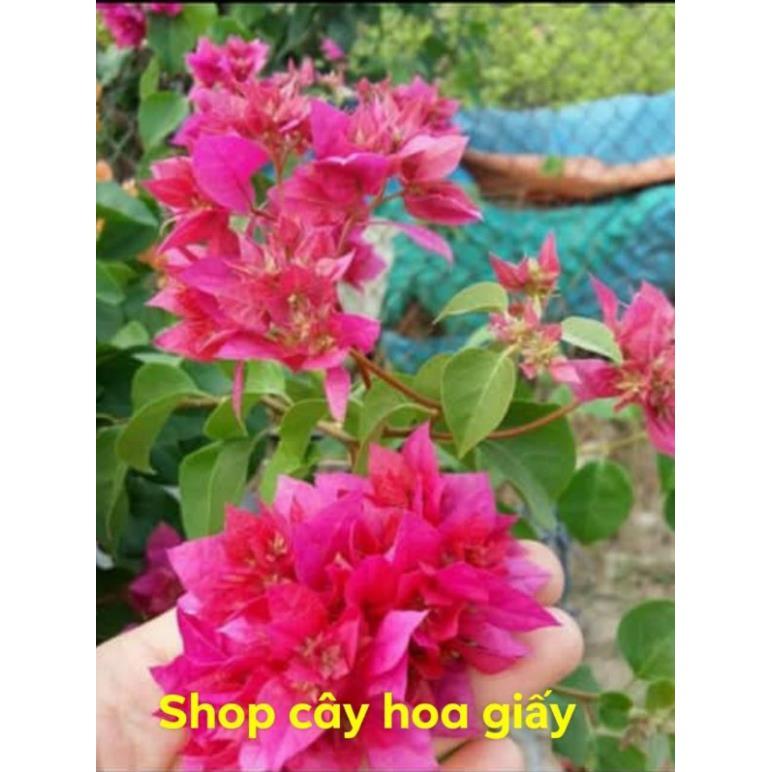 Cây hoa giấy màu đỏ kép _cây hình 2 3