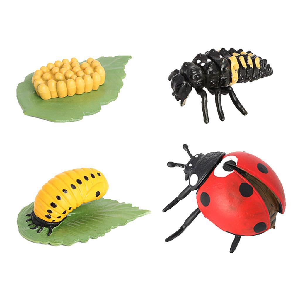 Life Cycle of A - Includes Egg, Larva, Pupa, And Educational