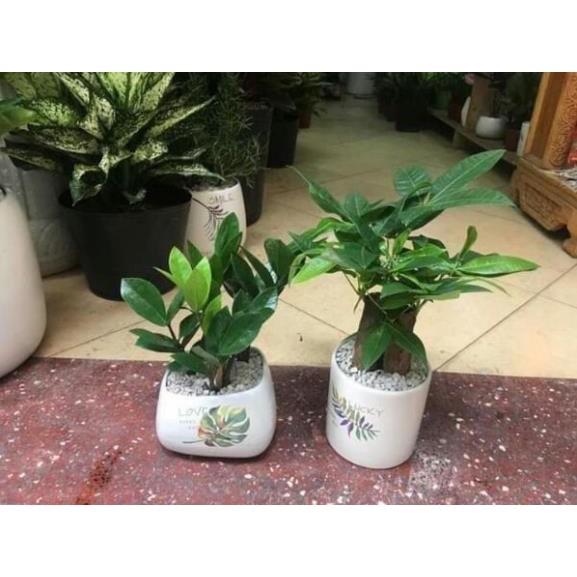 Giống cây phong thủy