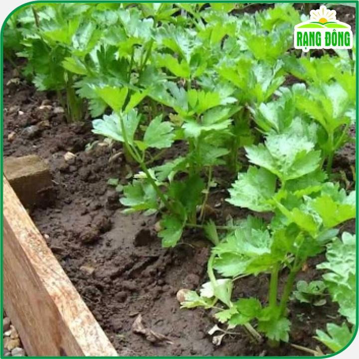 Hạt giống Cần Tây Thera (5g~7000 hạt) chiệu nhiệt tốt, nảy mầm đồng đều, năng suất cao - Hạt giống Rạng Đông