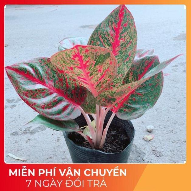 Cây Như Ý Màu Đỏ