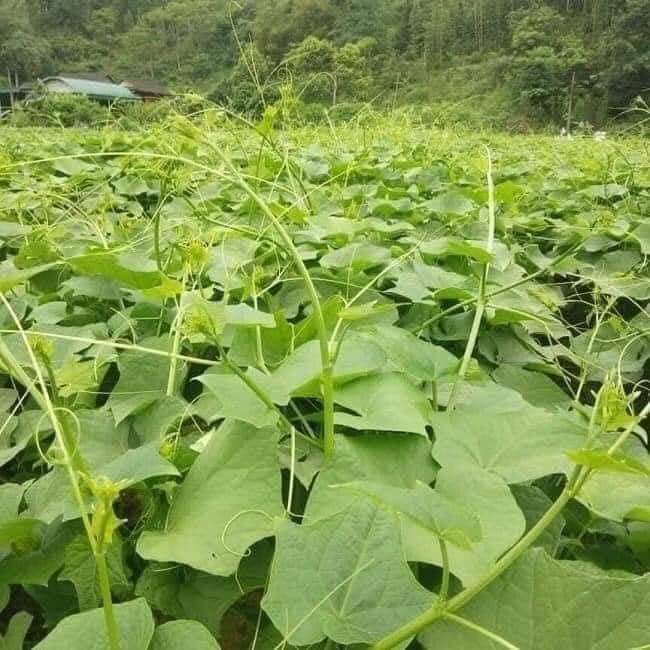 Su su giống 3 quả