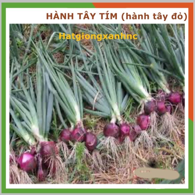 Hạt giống hành tây tím, tỷ lệ này mầm cao, Gói 200 hạt