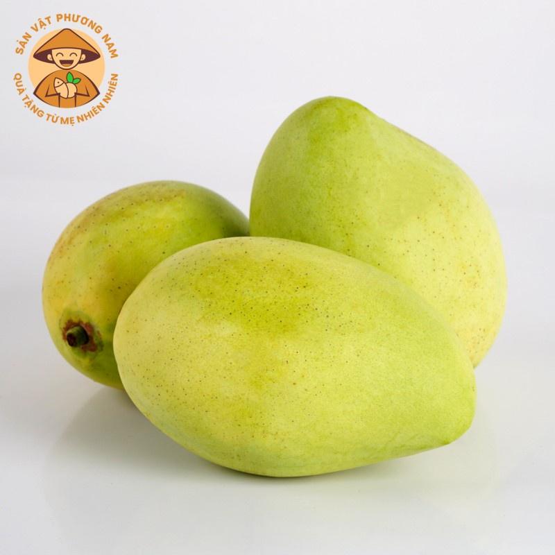 Cây giống Xoài Cát Chu Cao Lãnh CAO HƠN 1M .