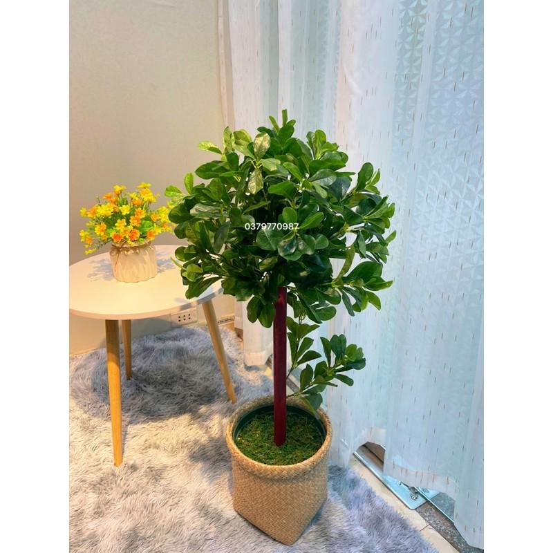 Cây hạnh phúc - Cây giả Decor kèm chậu phủ rêu
