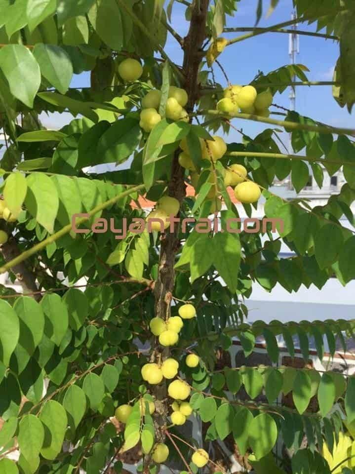 Cây chùm ruột chua