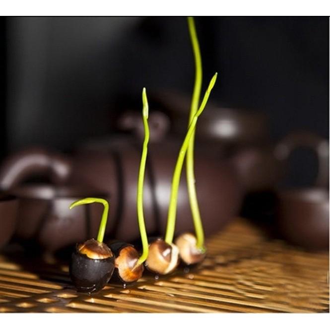 Hạt giống Sen Nhật mini