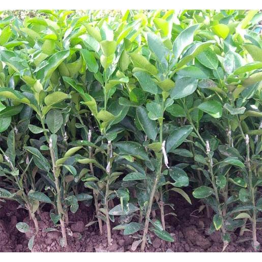 Cây giống bưởi đỏ tân lạc