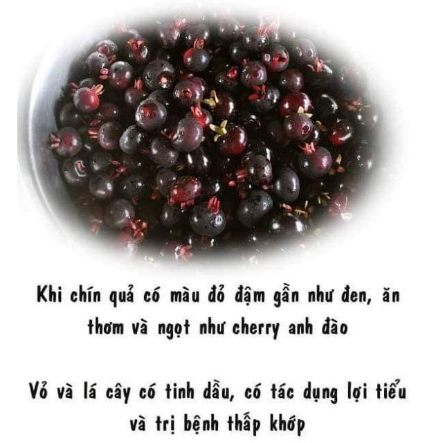 Sản phẩm CÂY GIỐNG CHERRY MỸ ĐỎ