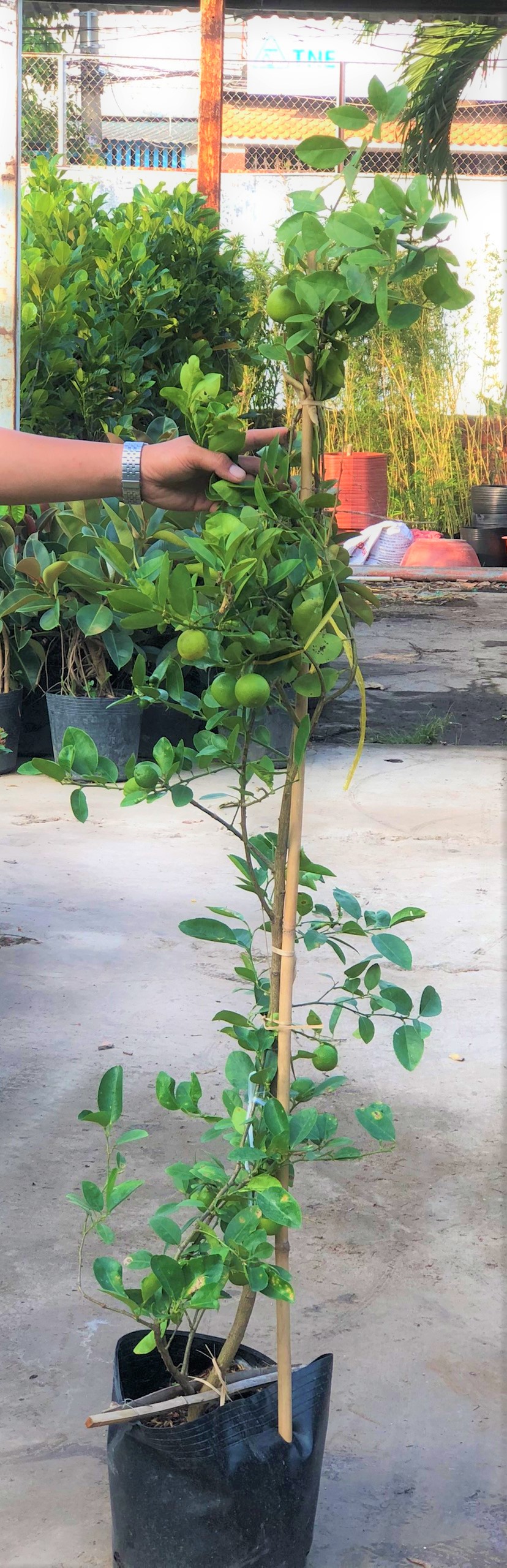 Cây chanh giấy cao 120- 150 cm đang có trái
