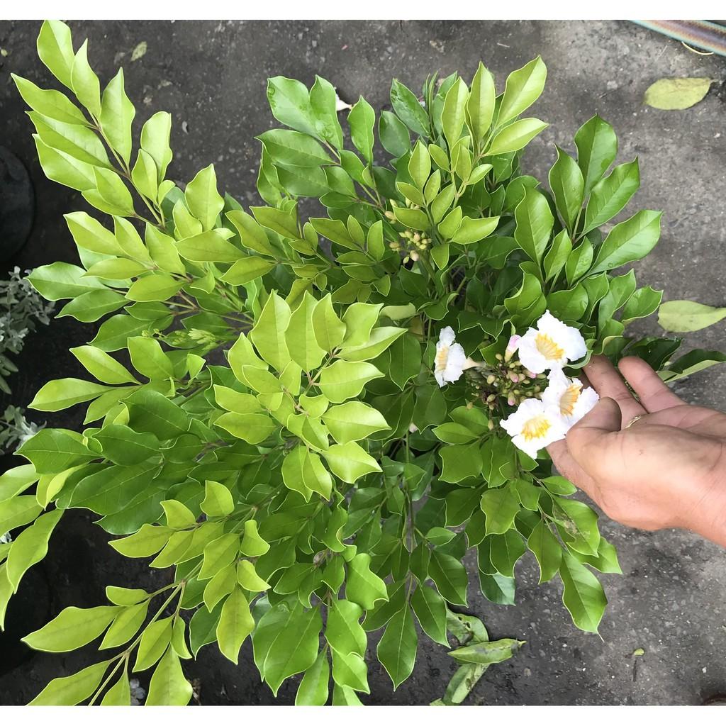 Cay nguyệt quế hoa to lá to cao 70 - 90 cm