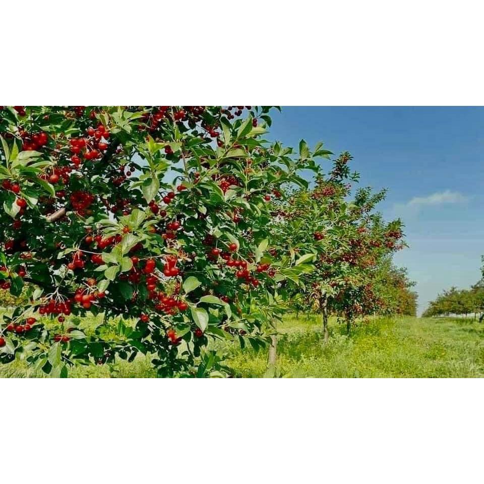 CÂY GIỐNG CHERRY BẦU NHỎ.