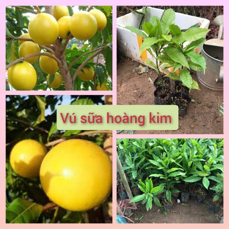 Cây giống vú sữa hoàng kim