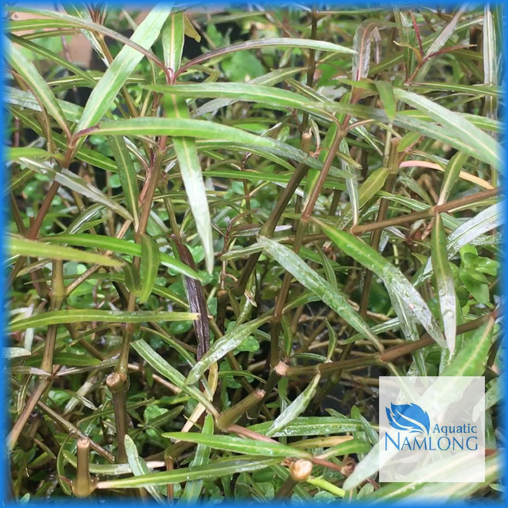 Hồ Liễu Đỏ - Cây thủy sinh cắt cắm
