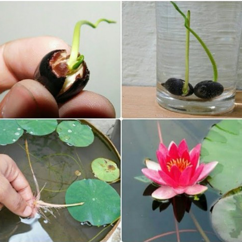 Combo 10 Hạt Giống Hoa Sen Nhật Mini Mix Nhiều Màu - RH009