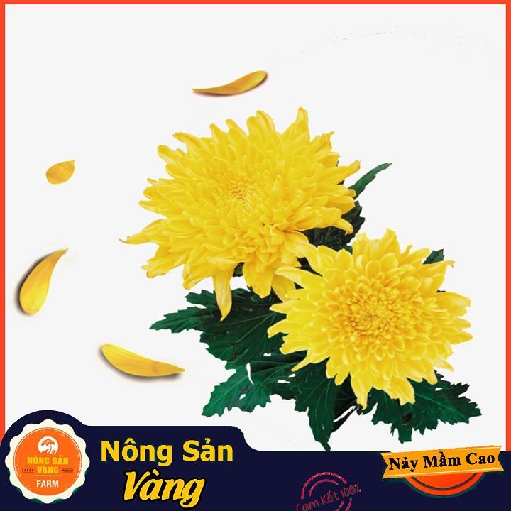 Hạt giống Hoa Cúc Vàng Đại Đóa ( Gói 100 Hạt ) - Nông Sản Vàng