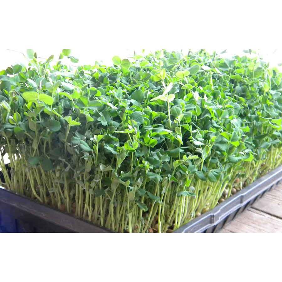 Hạt giống rau mầm đậu hà lan