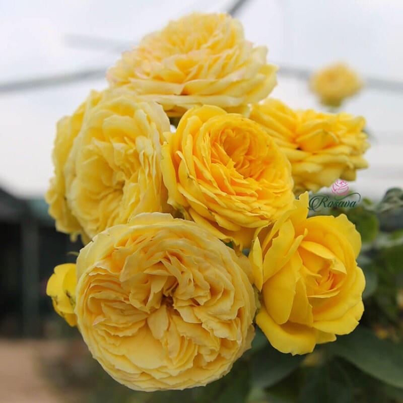 Hoa hồng Catalina Rose màu vàng- bầu to cây lớn trưởng thành