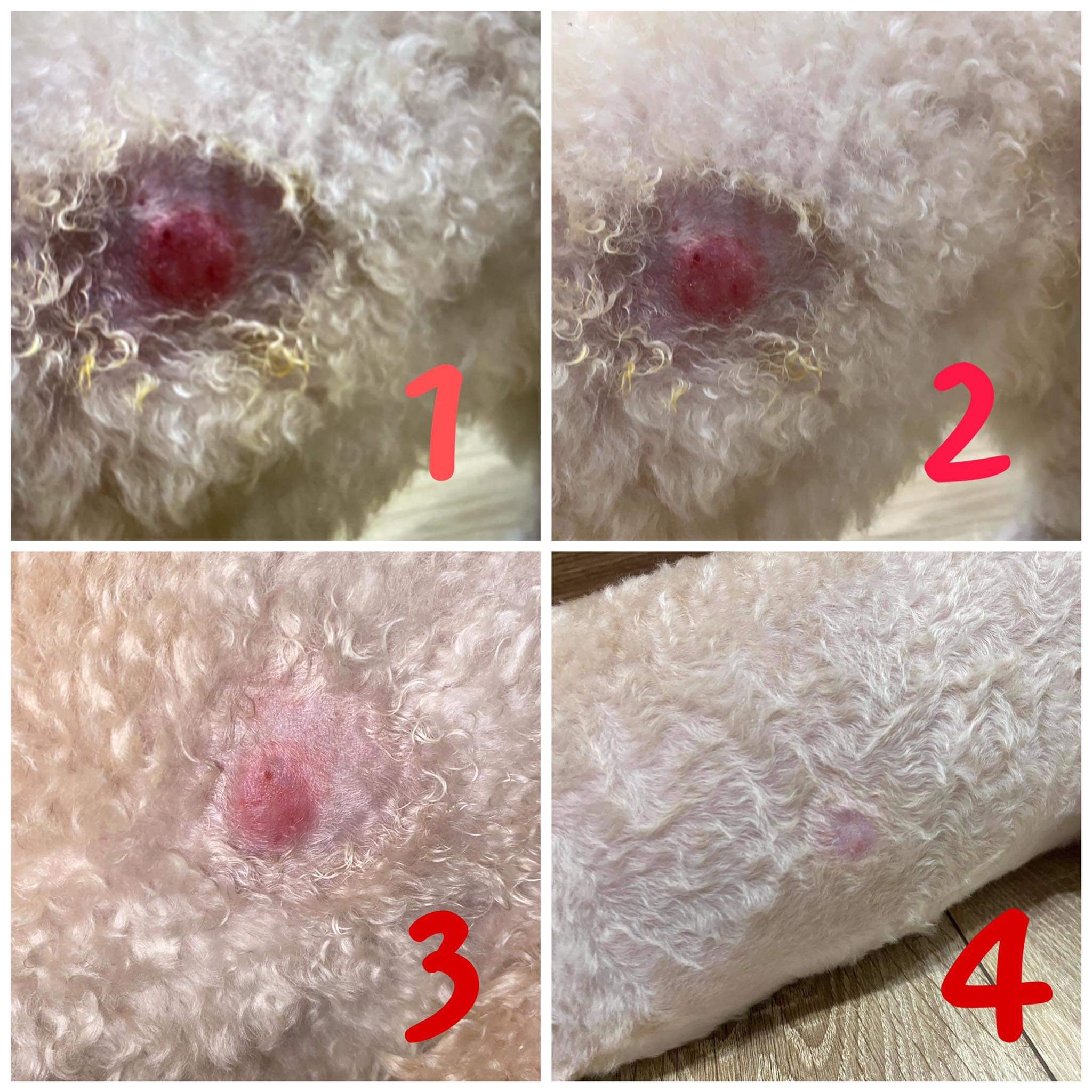 Xịt trị nấm, viêm da, ghẻ chó mèo từ Thảo dược