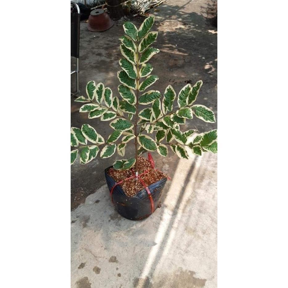 Sản phẩm ỔI CẨM THẠCH