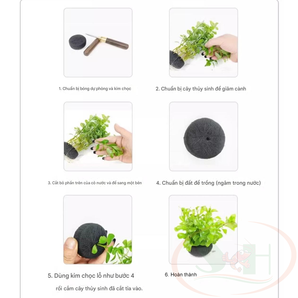Giá thể trồng cây Tuo Jiang ươm hạt mầm thủy sinh cảnh bán cạn tiểu cảnh