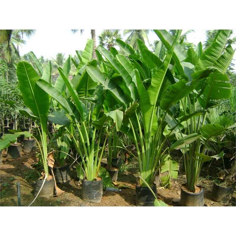 Cây chuối cảnh rẻ quạt , chuối cọ vừa làm tiểu cảnh, vừa làm cây phong thủy - chậu cây giống