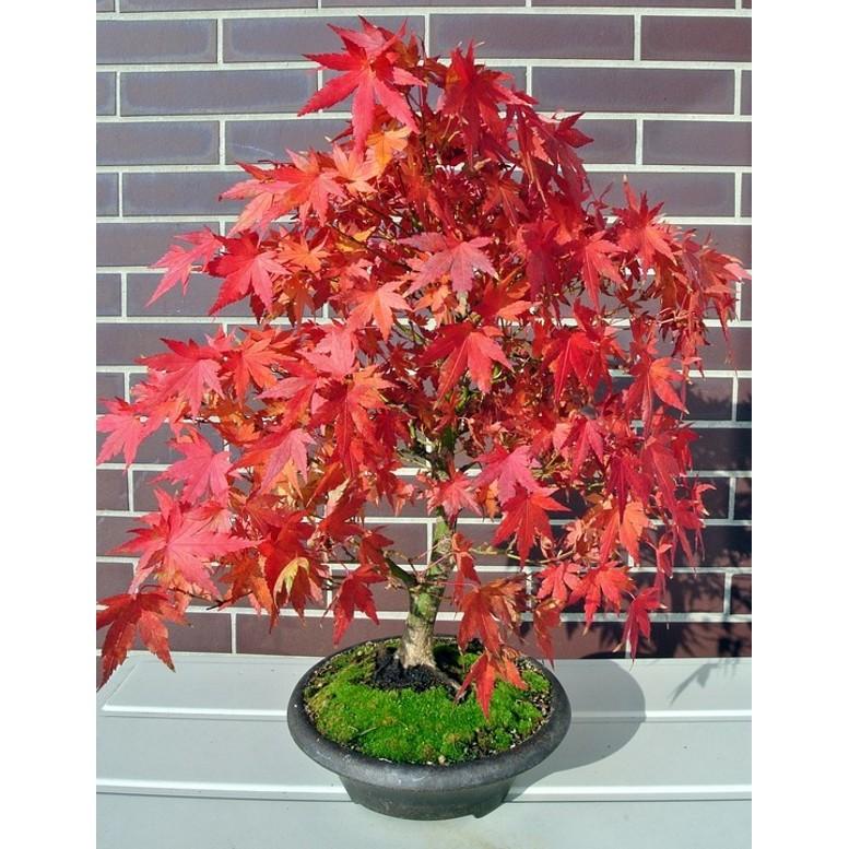 Hạt giống cây phong lá đỏ - 1 gói 10 hạt/Kèm 1 gói kích thích hạt nảy mầm