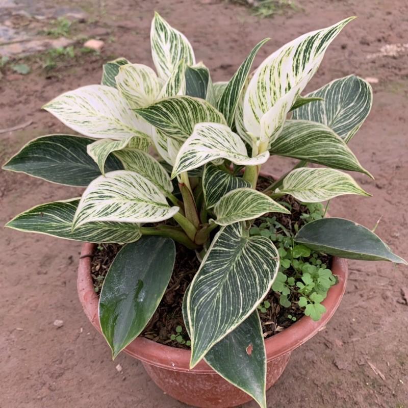 Cây trầu bà kim cương 2-3 gốc nhánh, màu sắc độc đáo, ấn tượng, cây cảnh phong thuỷ để bàn, trang trí nội thất, sân vườn