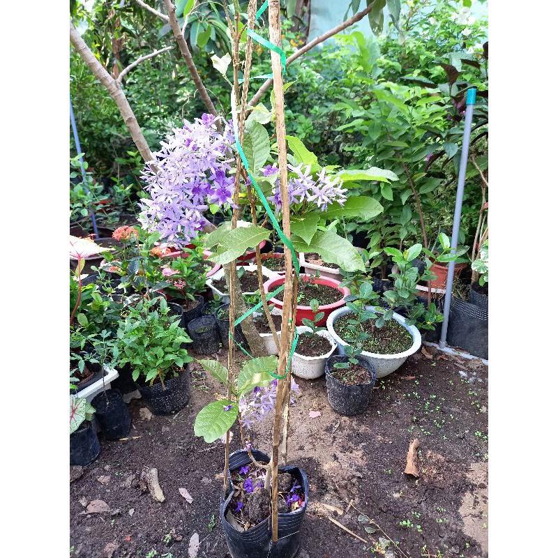 Cây hoa mai xanh thái