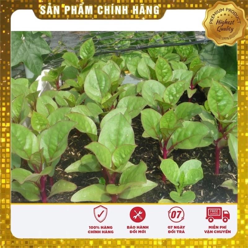 Hạt giống rau mùng tơi tím đỏ giàu dinh dưỡng