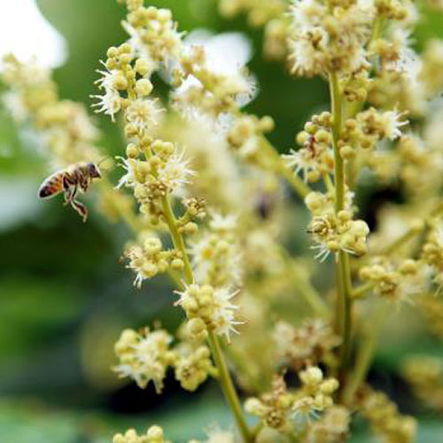 Mật ong rừng Hoa Nhãn Cổ Thụ - 100% mật ong chín Honimore 230g