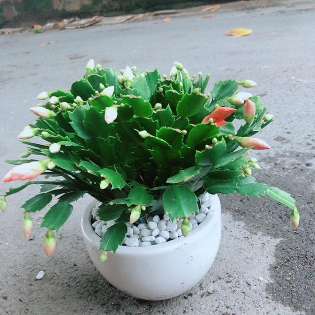 Chậu Cây Tiểu Quỳnh