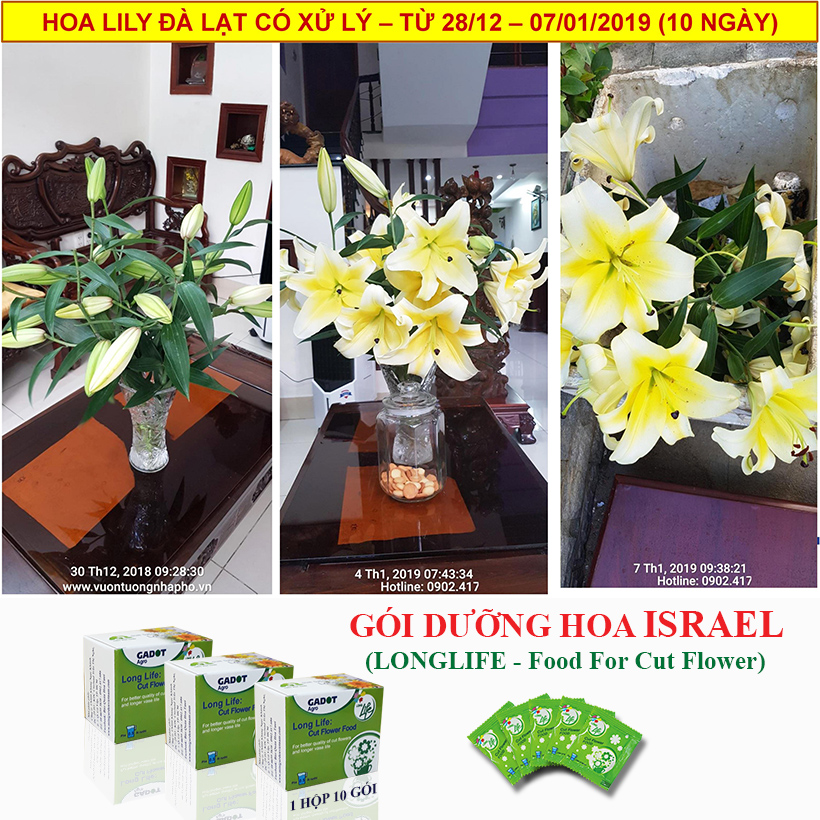 Bộ 5 hộp Chế phẩm xử lý hoa Longlife của Israel - Bảo quản hoa cắm bình tươi lâu và 14 ngày không thối nước