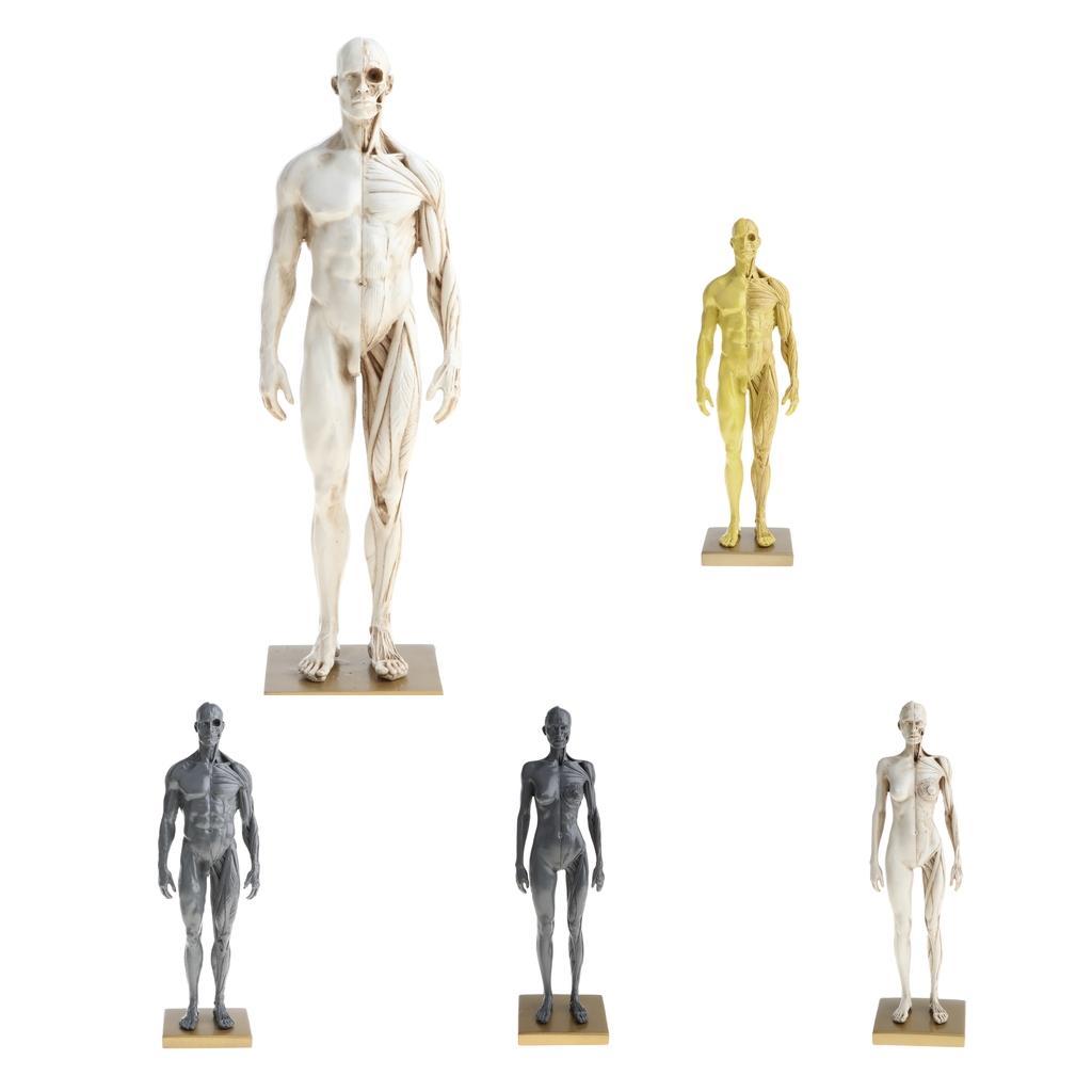 11 Inch Female & Male Anatomy Figure Model Anatomical Reference For Artists - White