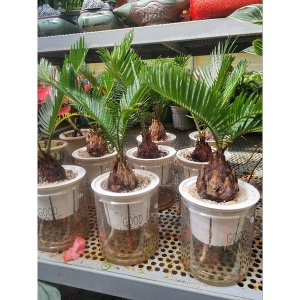 Chậu cây vạn tuế