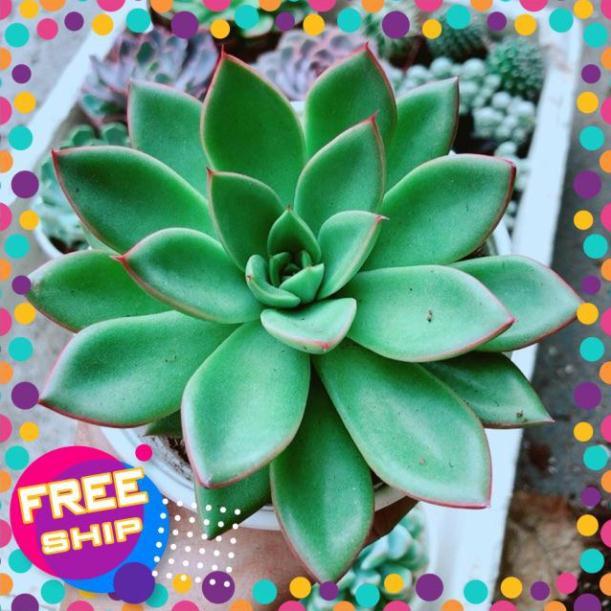 Sen Đá Viền Đỏ