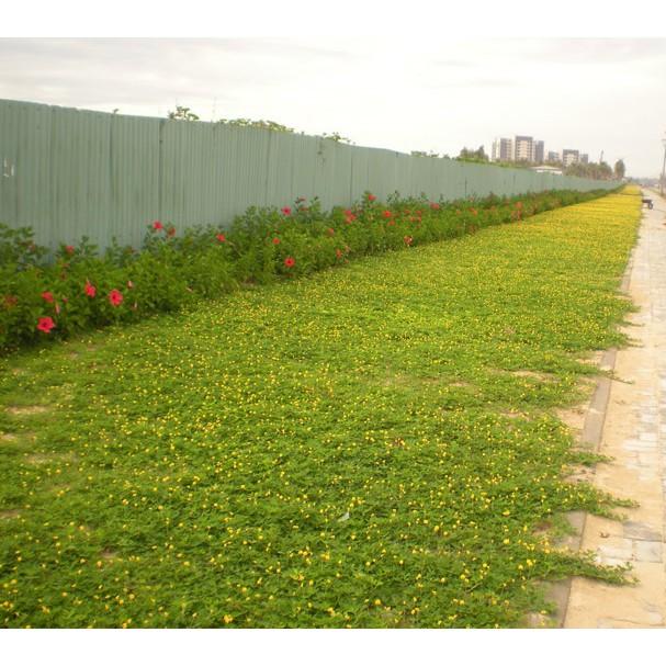 Hạt Giống Cỏ Lạc Dại – Cỏ Thảm Cảnh - Cỏ Đậu Phộng