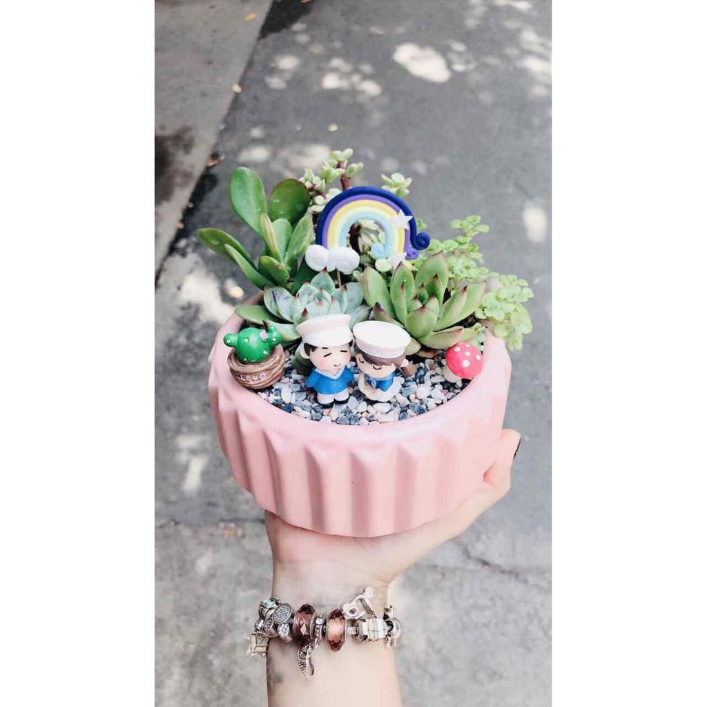 Chậu sen đá tiểu cảnh Bán Chạy