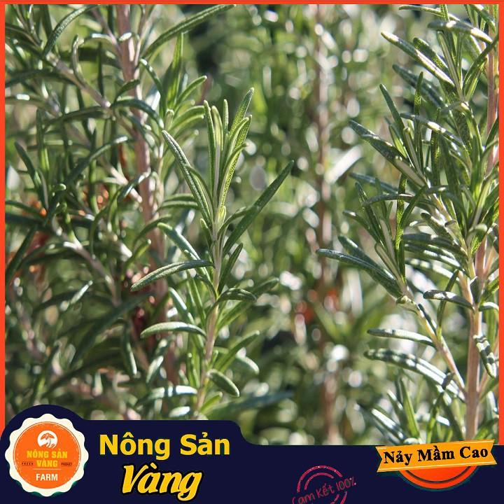 Hạt giống Cây Hương Thảo