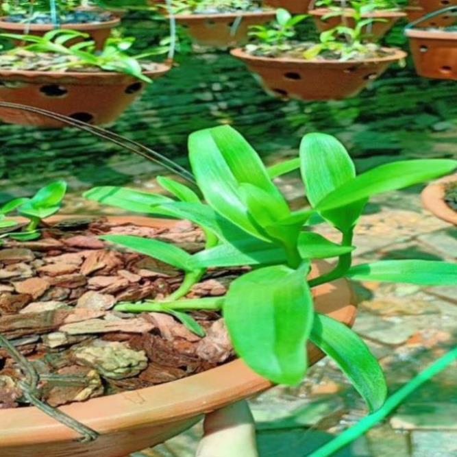 Hoa phong lan phi điệp - 6 mắt thái  bình( cây cao 15cm )+ 700g phân thỏ hữu cơ ( hàng cắt kie )