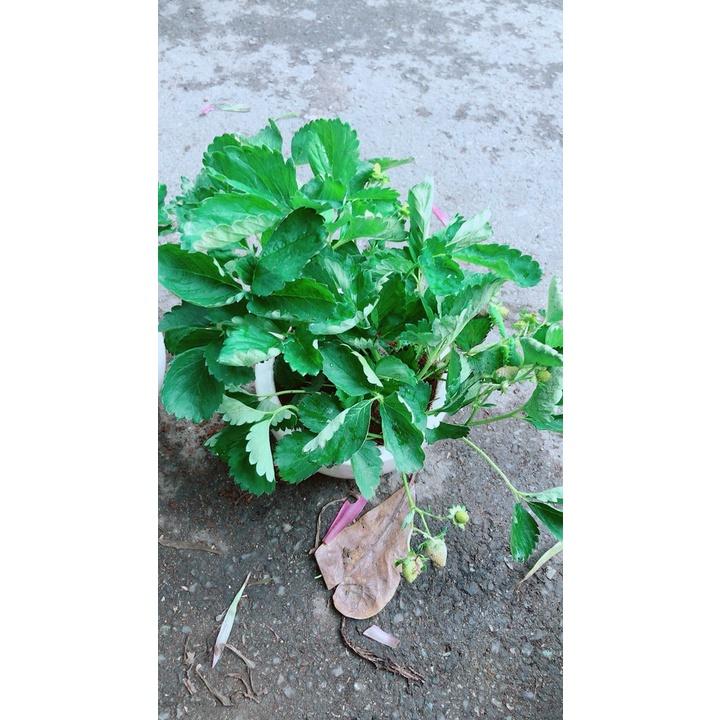 Chậu Cây Dâu Tây