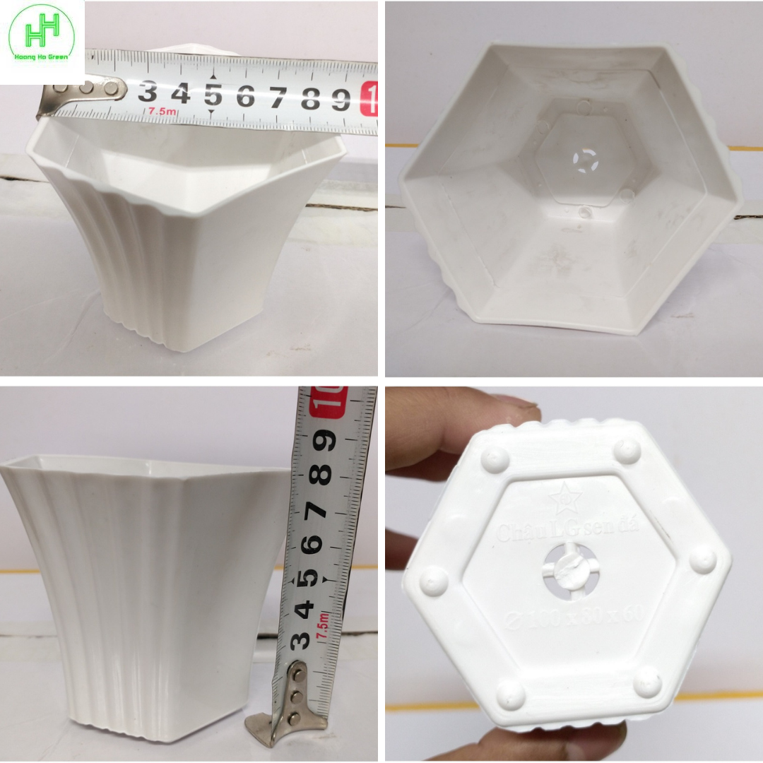Combo 3 Chậu quả Dứa + 3 Chậu Lục giác Sen đá , trồng cây mini, xương rồng, cây để bàn, sen đá
