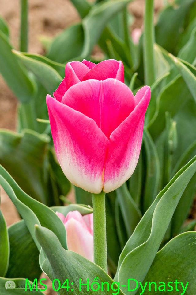 Bộ 5 củ giống hoa tulip hoa màu hồng