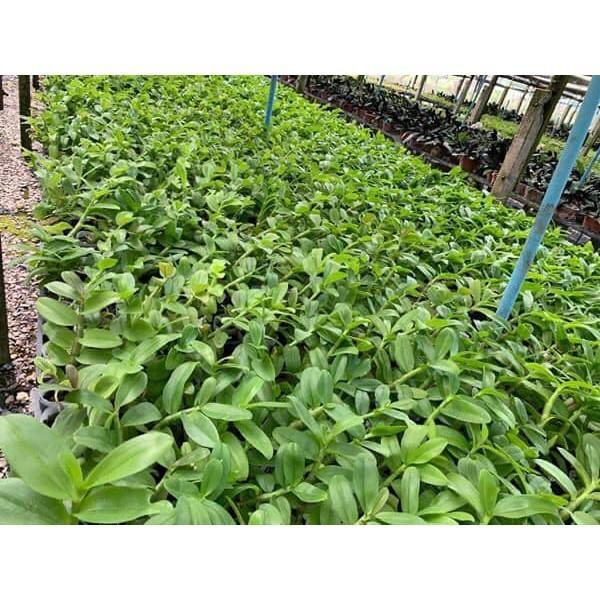 Cốc phi điệp 5 cánh trắng ĐÀI LOAN- hàng CẤY MÔ - hoa TÙY DUYÊN - hoa siêu đẹp