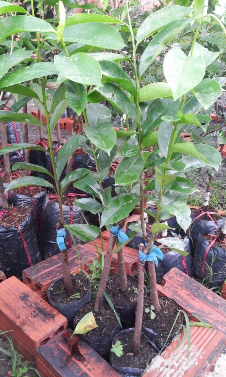 Cây giống Mãng cầu xiêm Thái
