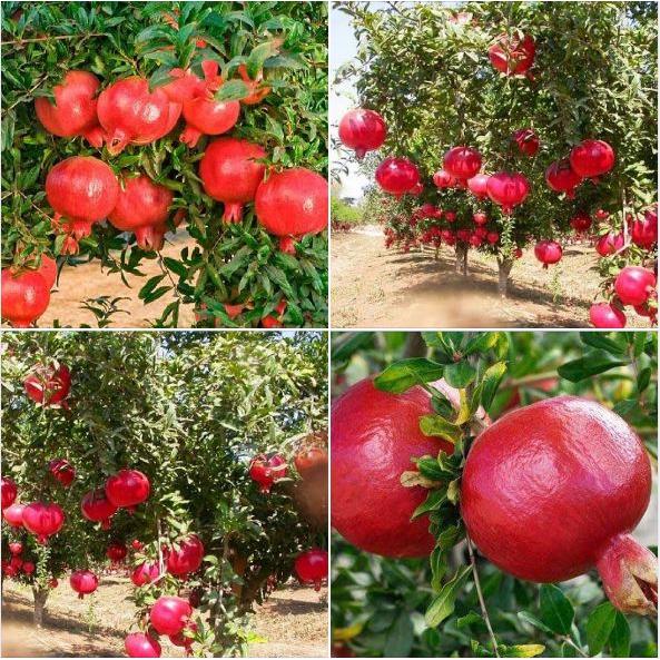Hạt Giống Lựu Đỏ Đậm Ấn F1 - Gói 10 hạt/Tặng gói kích thích hạt nảy mầm