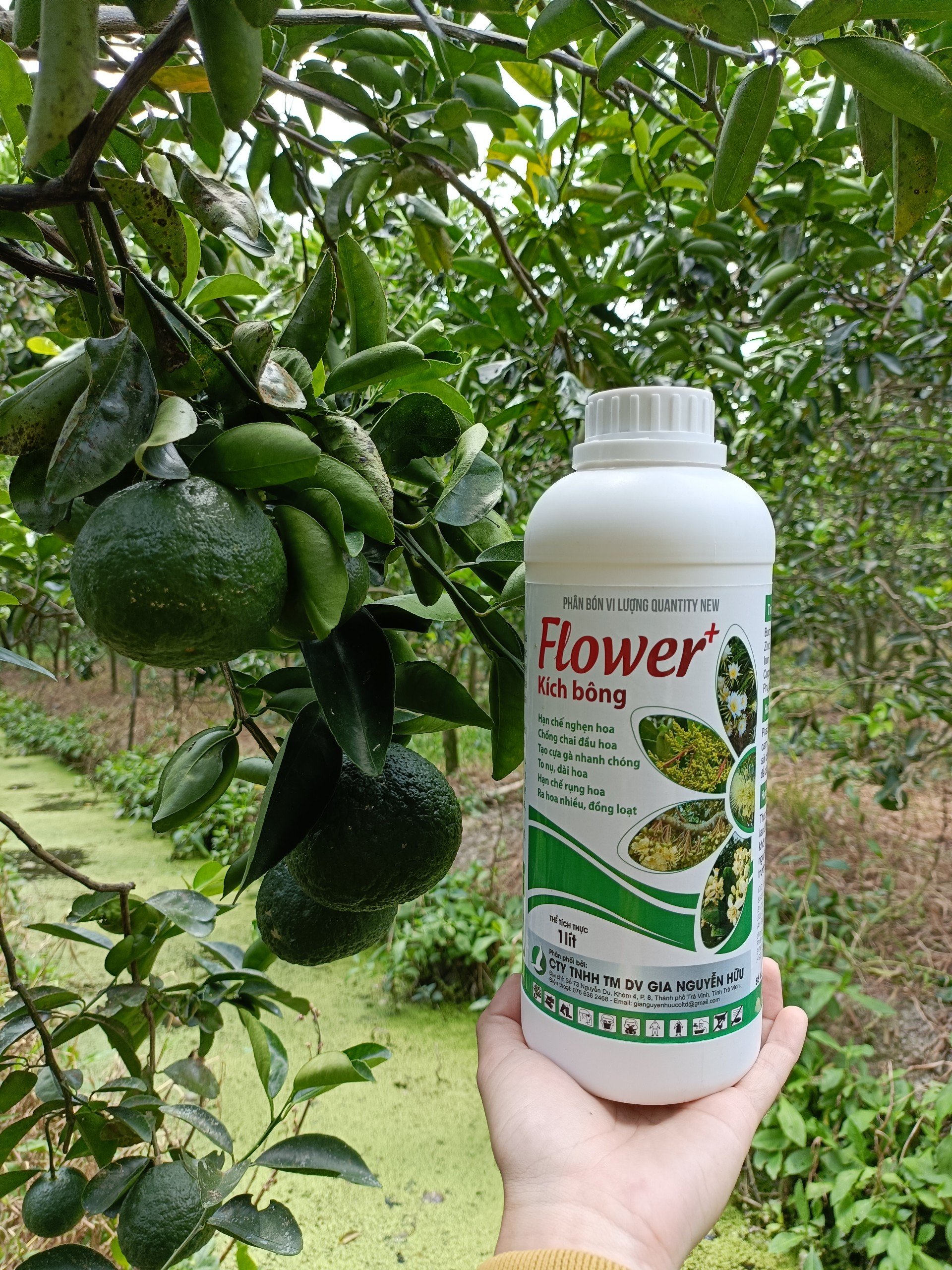 PHÂN BÓN KÍCH THÍCH RA HOA, GIÚP CÂY RA HOA ĐỀU VÀ ĐỒNG LOẠT - FLOWER KÍCH BÔNG 1L