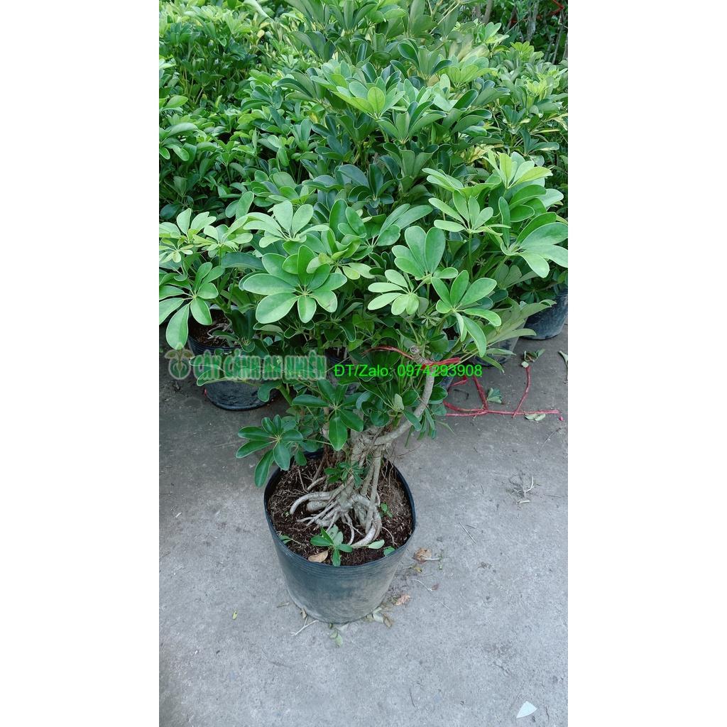 Cây Ngũ Gia Bì Lớn