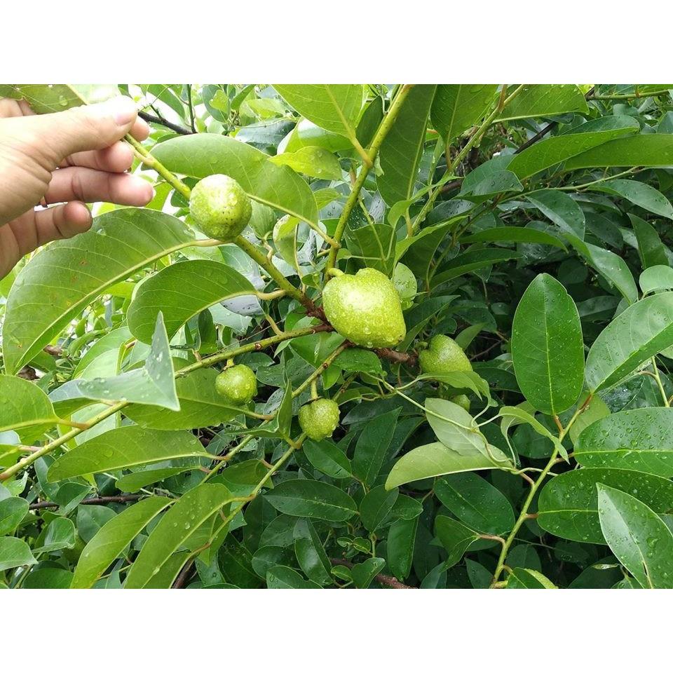 100G Hạt Bình Bát Cây Bình Bát Làm Giống 981s